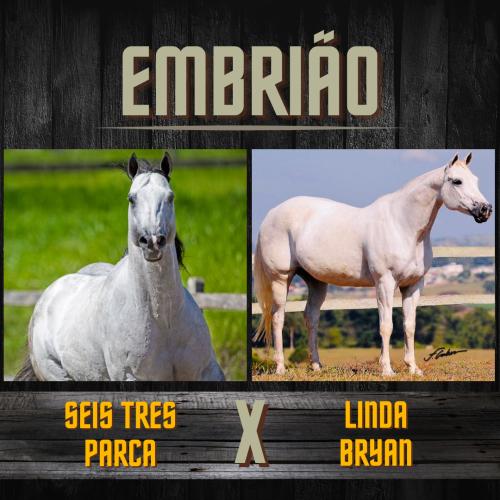 SEIS TRES PARCA X LINDA BRYAN (Embrião a efetivar)