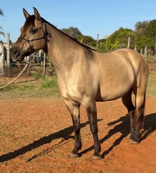 GENE WHIZ DUN IT (P+)