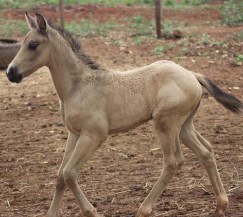 MOMS SILVERADO CAT X WISH GUNNER DUN
