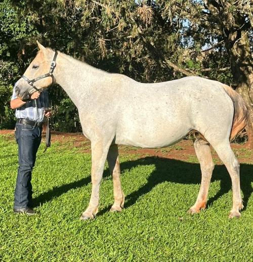 PANDORA DONDI SN (Lote 2 em 1)