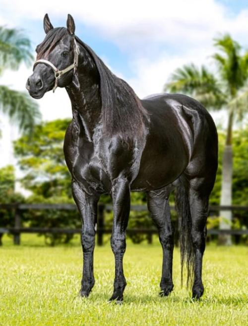 BLACK CAT LIDER  (S. Congelado)