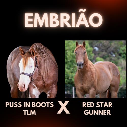 PUSS IN BOOTS TLM X RED STAR GUNNER (Embrião a efetivar)
