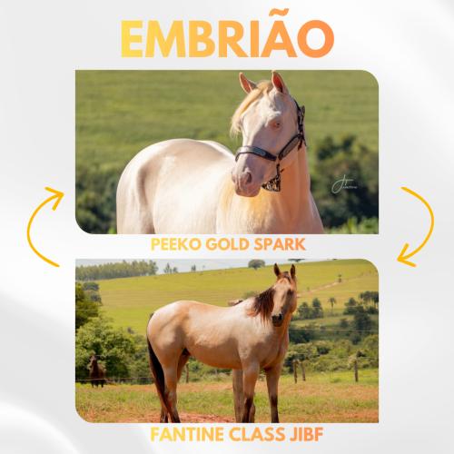 PEEKO GOLD SPARK X FANTINE CLASS JIBF (Embrião a Efetivar)