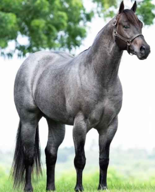 BLACK TIE TORO (1 Cobertura)