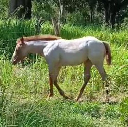 PLAYBOON X FANNY SAN LIGHTS