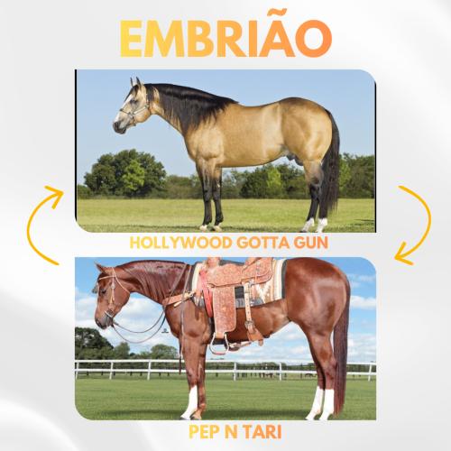 HOLLYWOOD GOTTA GUN X PEP N TARI (Embrião a efetivar)