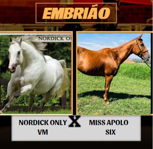 NORDICK ONLY VM X MISS APOLO SIX (Embrião Efetivado)