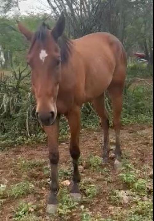 VITORIA APOLLINA (P+)