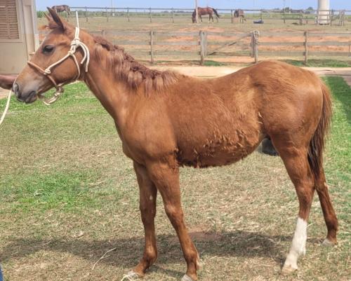 DODGE CHARGE FLY TY X MISS ZORRERO ETERNAL