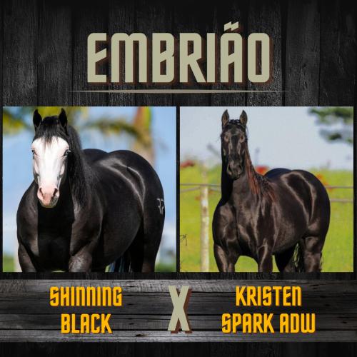 SHINNING BLACK X KRISTEN SPARK ADW (Embrião a efetivar)