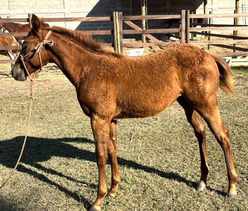 STREAKIN FAME RCH x KATIE CODY TOP EK