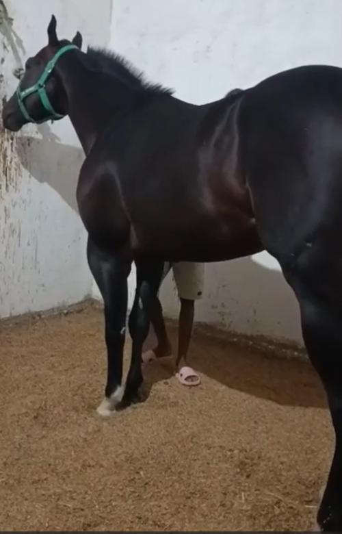 SPIRIT APPEALS RIL