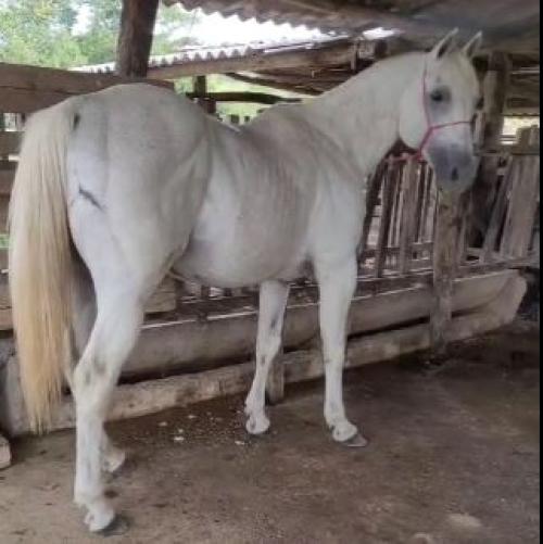 A GOOD BOY TELLER ID