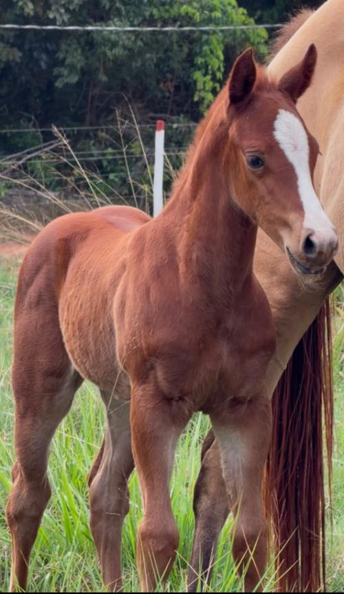 SHADY FAST BARON H2M x BELLA WHIZ SCOTT