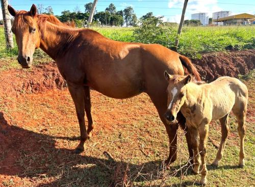 AYUNI FAILLAS O´LENA (Lote 2 em 1)