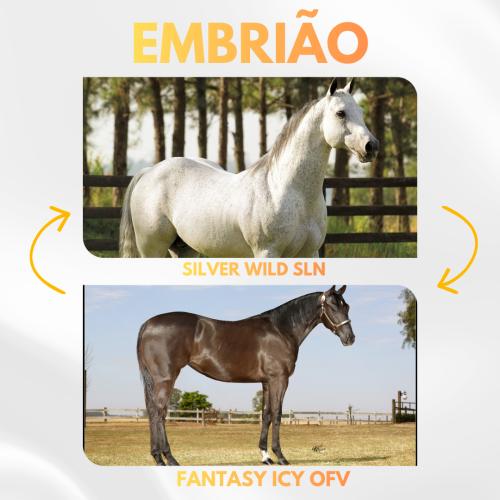 SILVER WILD SLN x FANTASY ICY OFV (Embrião a Efetivar)