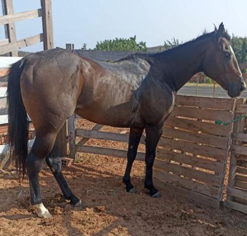 IONA FOR ME JAS (P+)