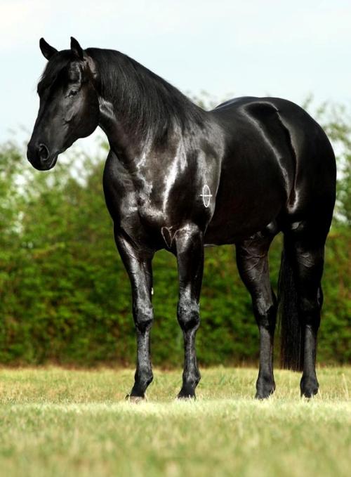 DEEP CLOVER BLUE (1 Cobertura)