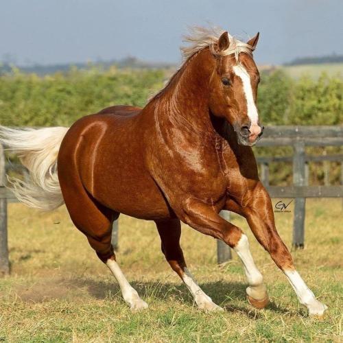 GOTTA GOLD CHAIN (1 Cobertura)