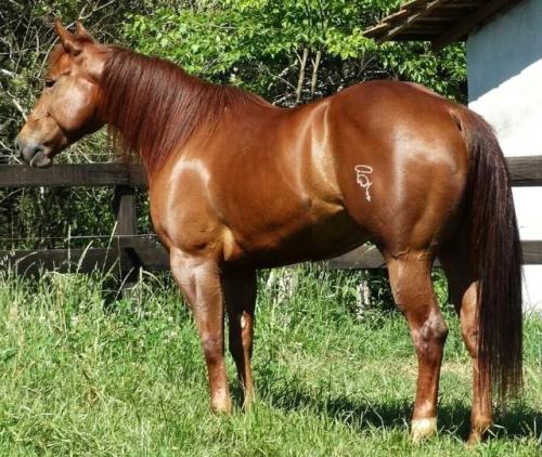 FILLY NURSE SMART (P+)