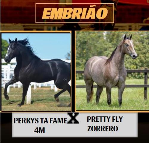 PERKYS TA FAME 4M X PRETTY FLY ZORRERO (Embrião a efetivar)