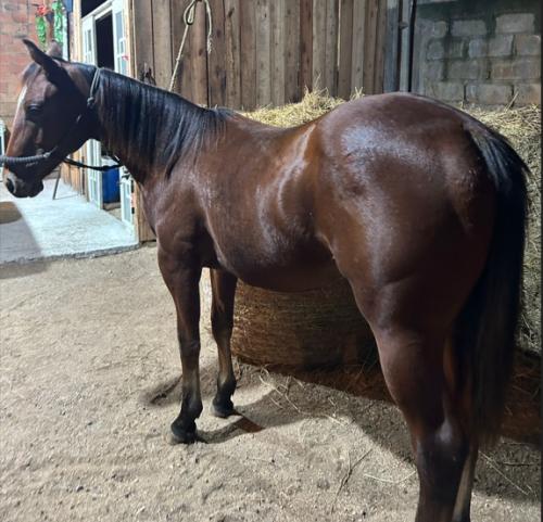 COLONELS ROOSTER GUN x GRAMPOLA OHARA