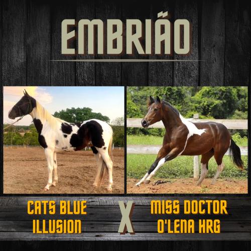 CATS BLUE ILLUSION X MISS DOCTOR O´LENA HRG (Embrião efetivado)