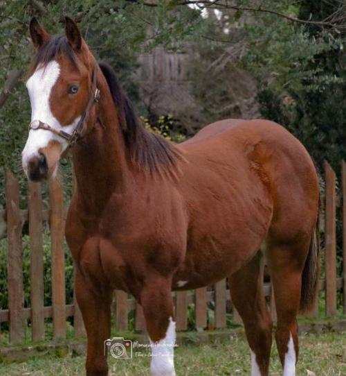 BRYAN SHINING GUN X FULL MOON DANCER