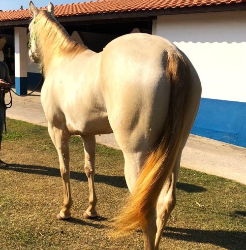 BLONDIE LITTLE CIELO (P+)