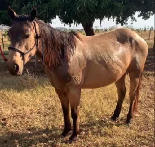 DARAH SPARK OLINA (P+)