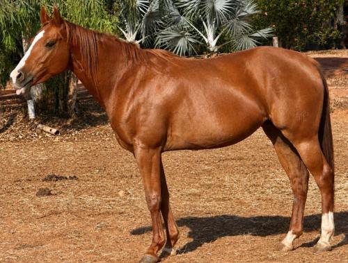 WINNER DASH FAME