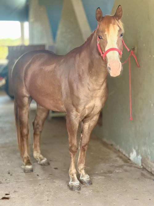 GUNNA LADY