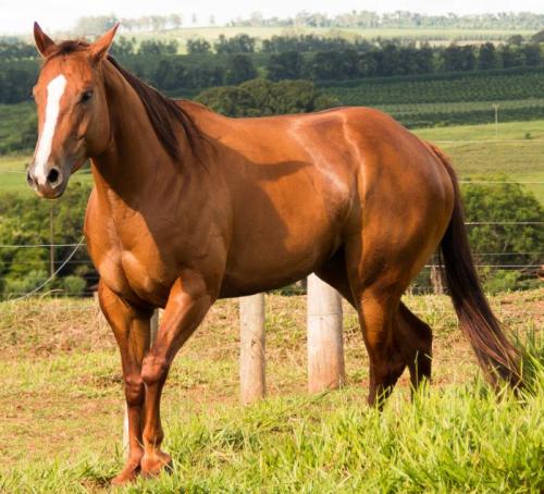 CEREJA RED JAMES (Ventre)