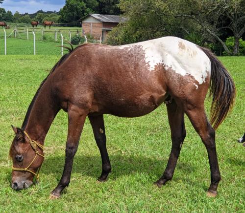 APPALOOSA SEM REGISTRO