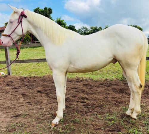 WHITE HANCOCK