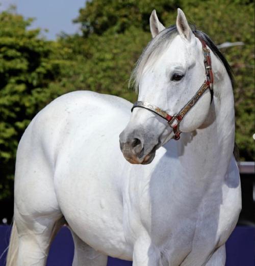 EL LOCO ZORRERO (1 Cobertura)