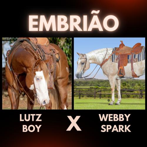 LUTZ BOY X WEBBY SPARK (Embrião efetivado)