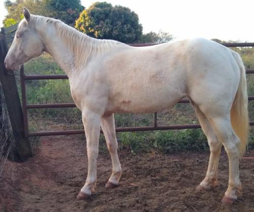 ATENA GOLD WHIZ (P+)