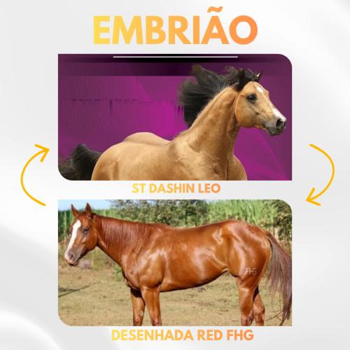 ST DASHIN LEO X DESENHADA RED FHG (Embrião Efetivado)
