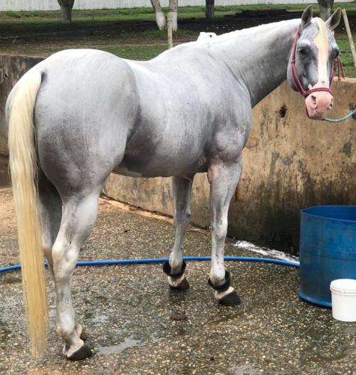 GRANITO SHADY CASH