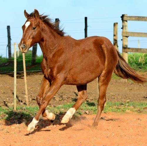 HARLEY ROYAL GUN HBI