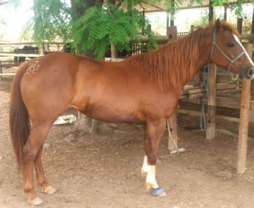 LALA TOL FAME KID (P+)