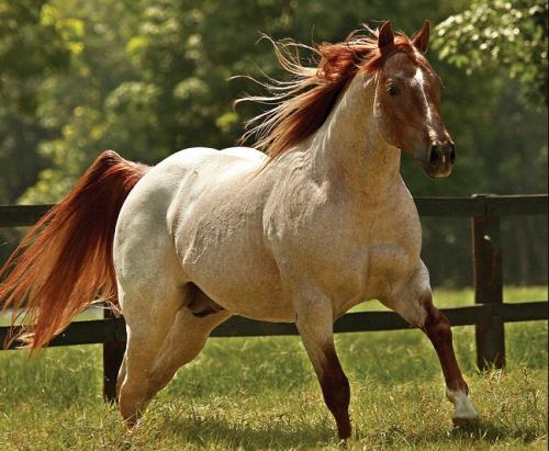 BET YER A CAT (1 Cobertura)