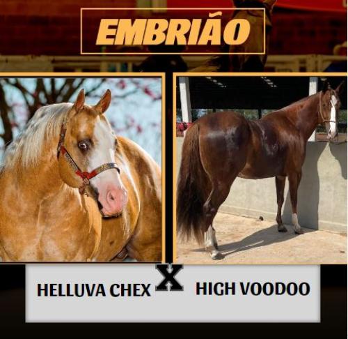 HELLUVA CHEX X HIGH VOODOO (Embrião a efetivar)