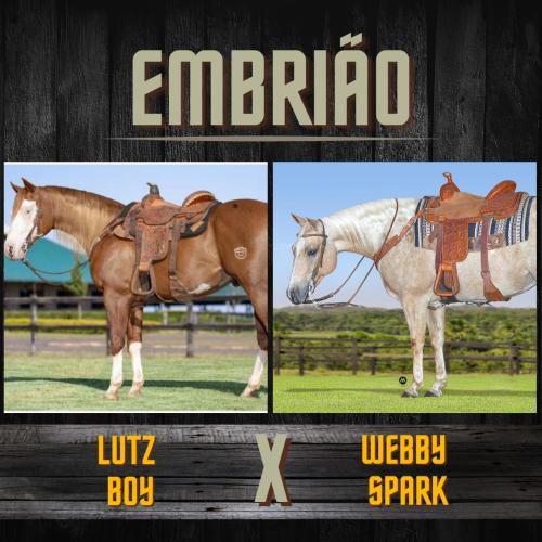 LUTZ BOY X WEBBY SPARK (Embrião a efetivar)