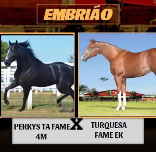 PERKYS TA FAME 4M X TURQUESA FAME EK (Embrião a efetivar)