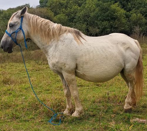 ÉGUA PERCHERON