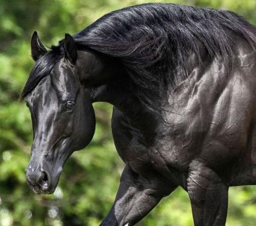 SNOW LIDER STONES QM (1 Cobertura)