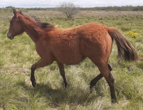 SIGNED SIX X OLENA NIZER RWS