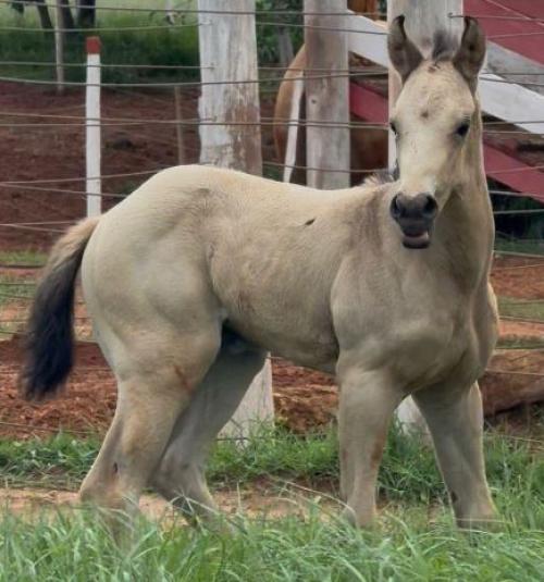 SHADY FAST BARON H2M X BRISA FAMEASY